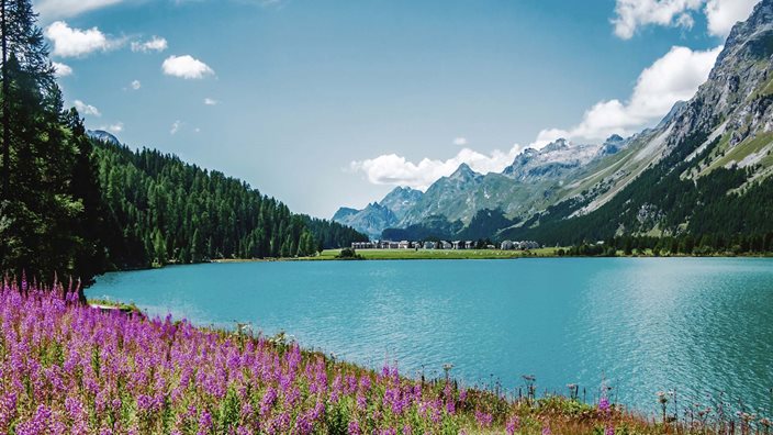 Walking & Wildflowers in the Engadine Valley