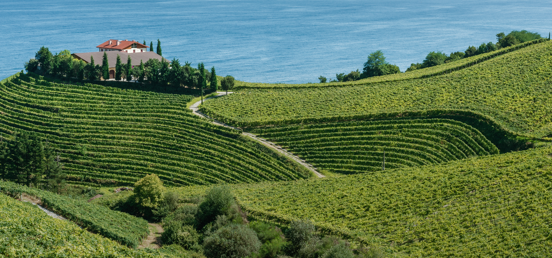 Rolling Hillside Camino