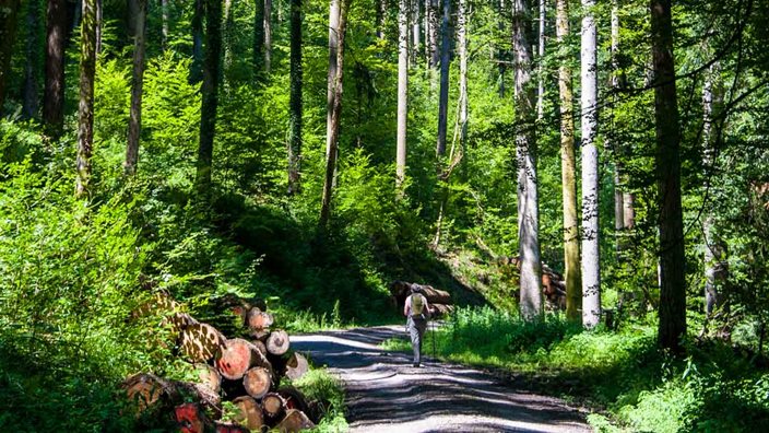 Walking in the Black Forest