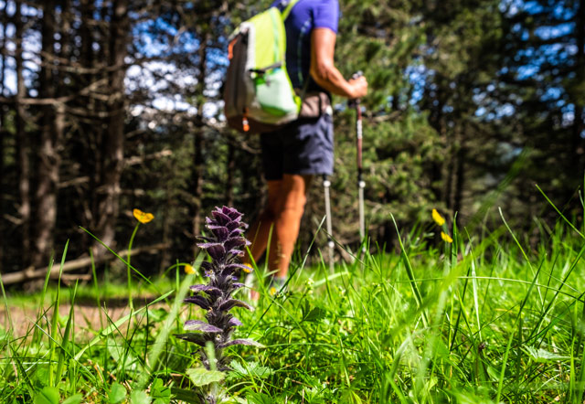 Walking Holidays In Switzerland Walking Alps Inntravel