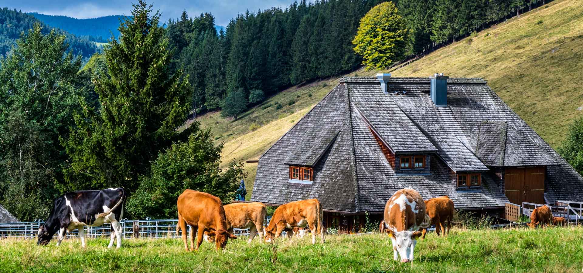 A Walk In The Black Forest - 